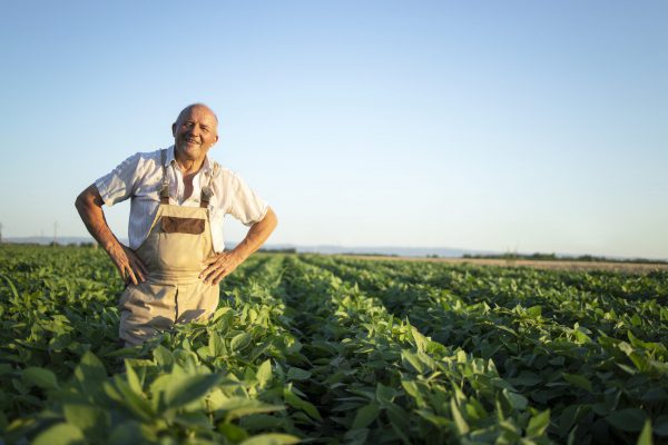 Portrait of senior hardworking farmer agronomist standing in soybean field checking crops before harvest.